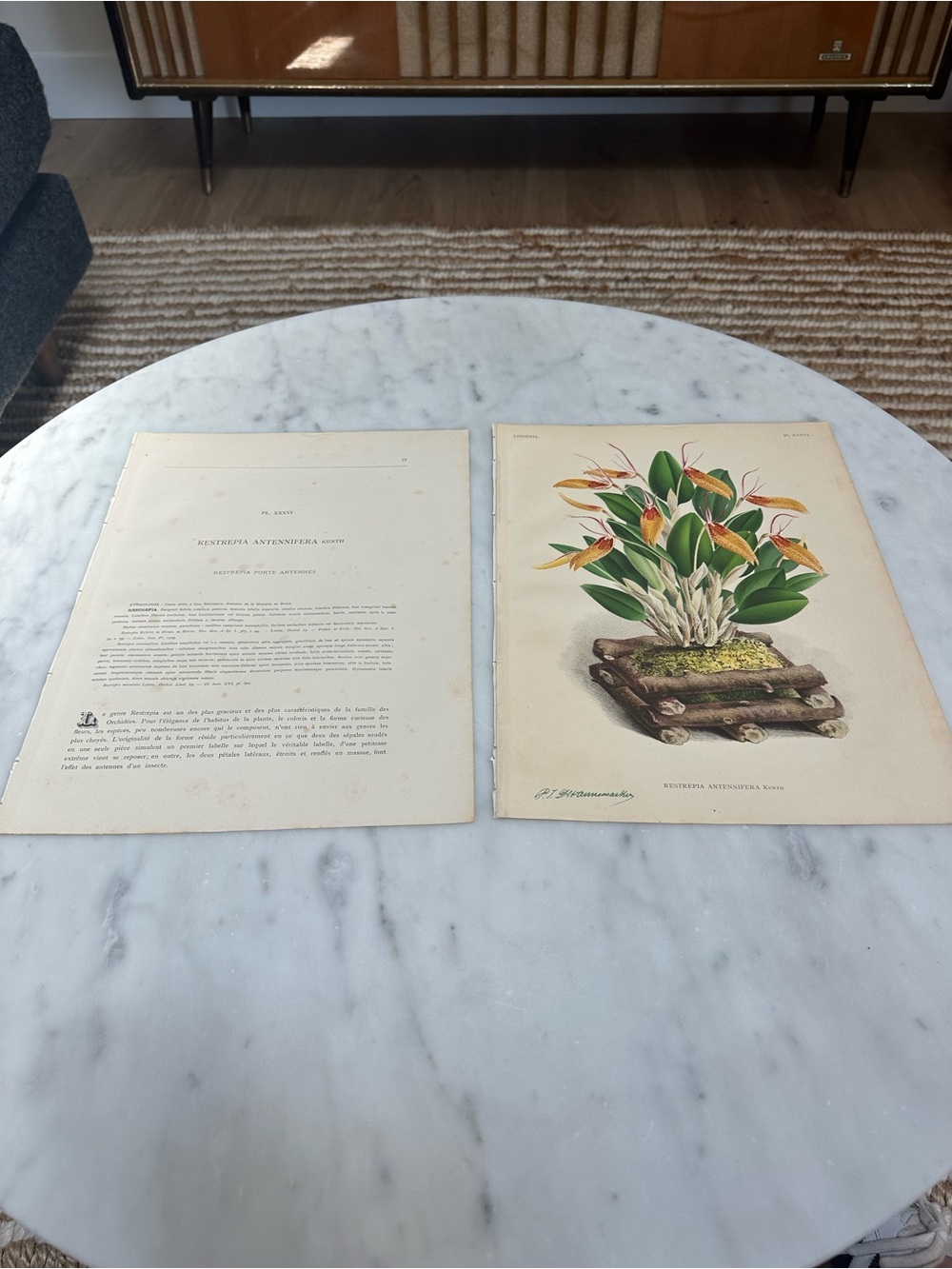 1885 Lindenia: Iconographie des Orchidées Natural History Orchids